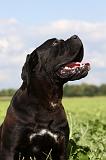 CANE CORSO 877